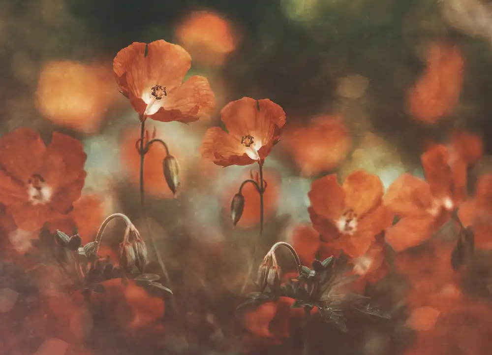 Veganik, Georgieva Nikki: arte floreale in rosso