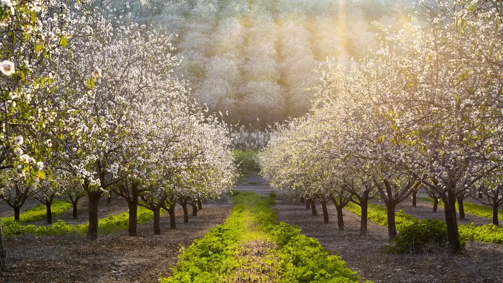 Yakubovitch, Azriel: Golden Almonds