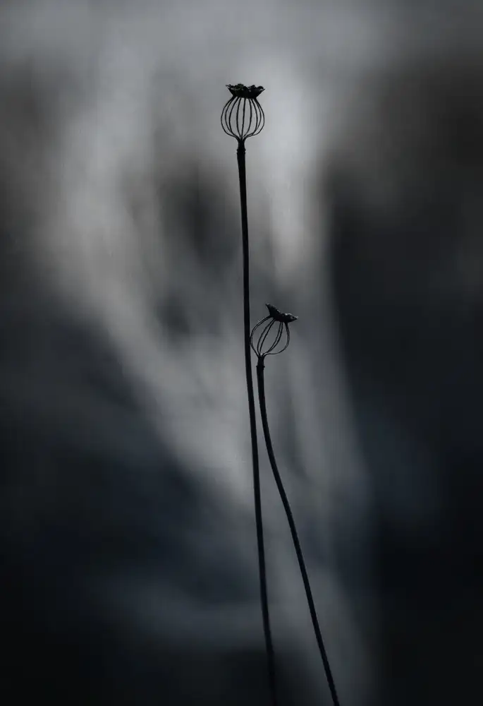 Grønkjær, Lotte: From last Year
