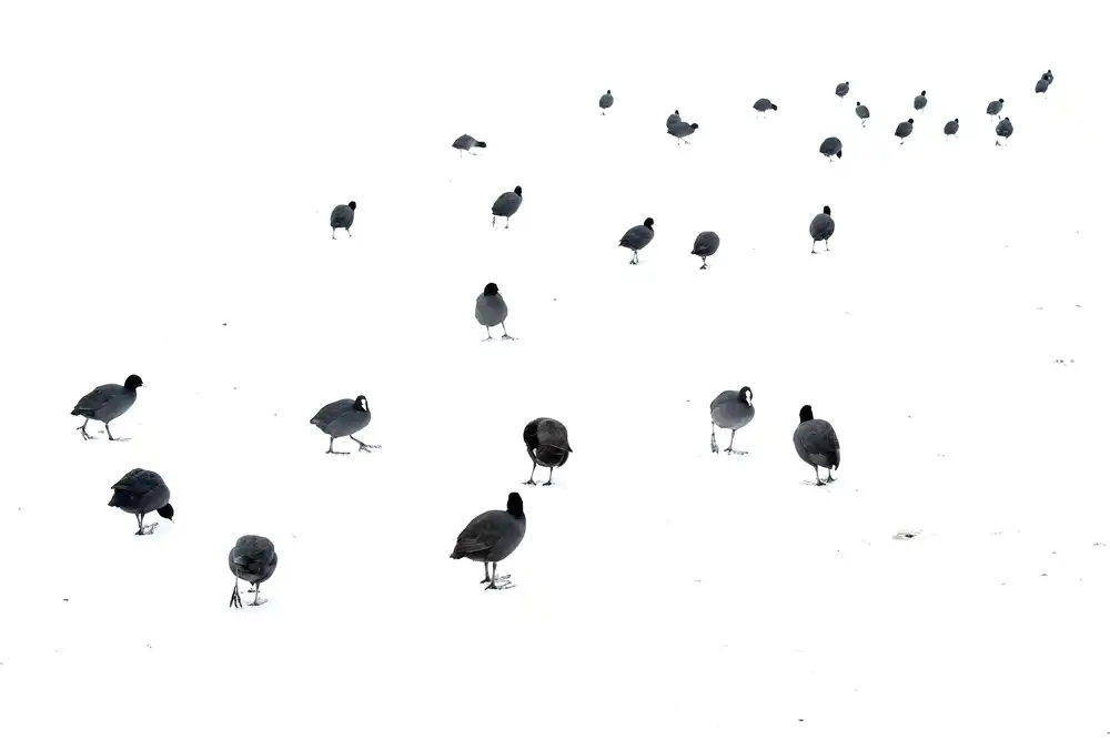 George, Andrew: March of the coots
