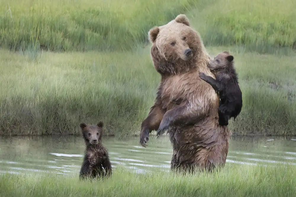 Lester, D Linda: Mamma Orsa e i suoi cuccioli