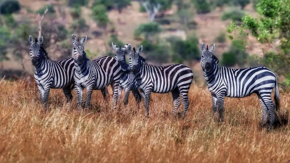 Manusevich, David: Zebre