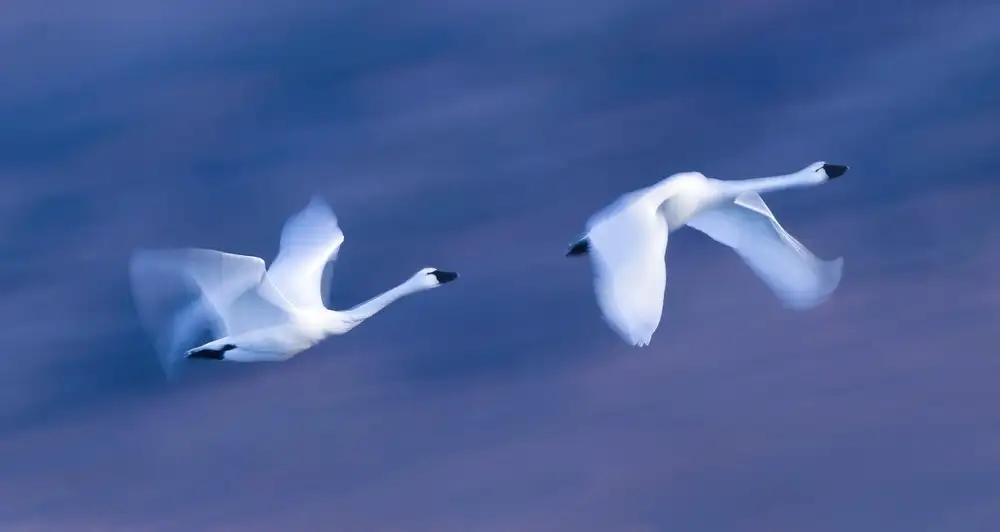 Zeng, Kenneth: Volare nel cielo