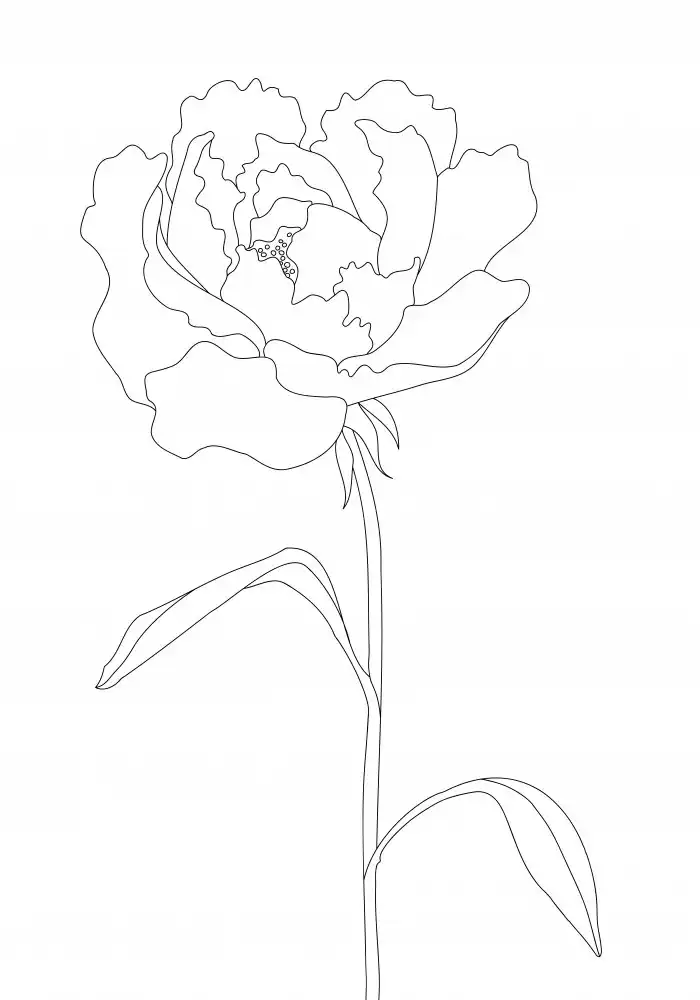 Studio, Pictufy: Lignes de pivoine