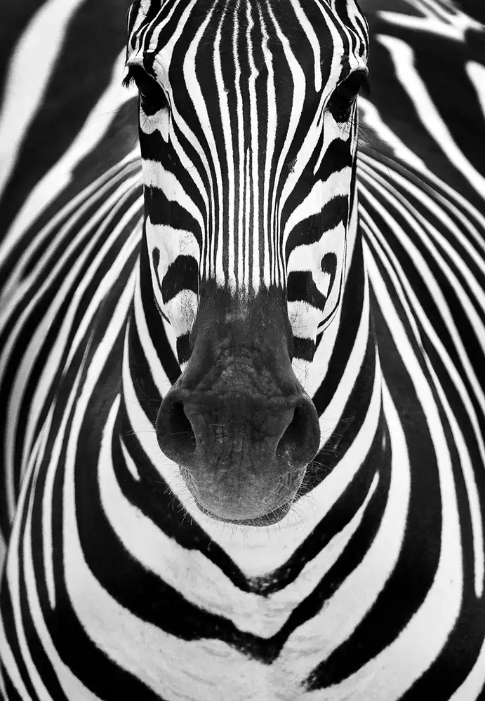 Duran, Luis Juan: ZEBRA