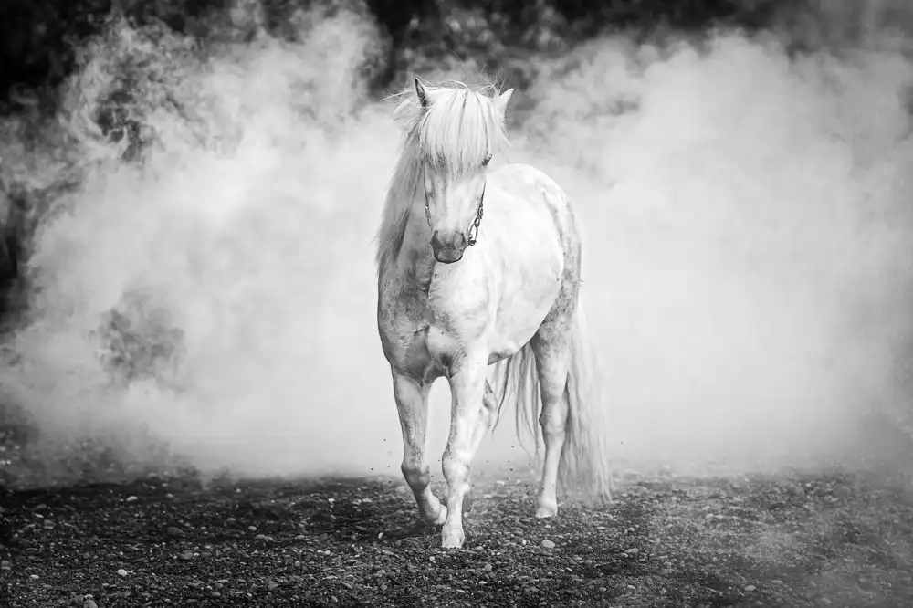 Sink, C. Jeffrey: Isländisches Pony