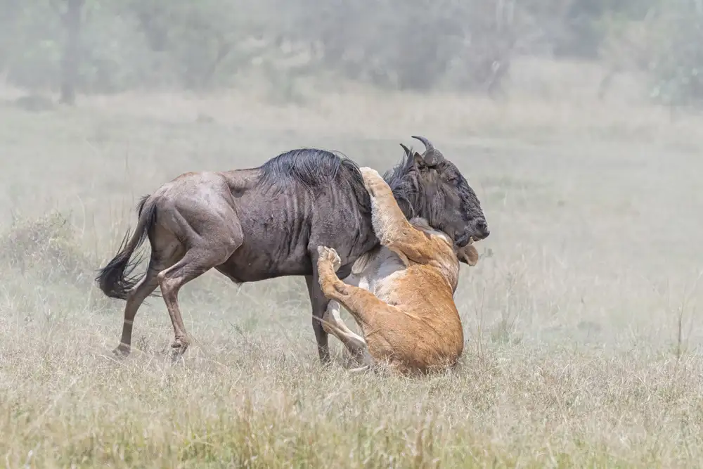 Fischer, Jie: Fighting