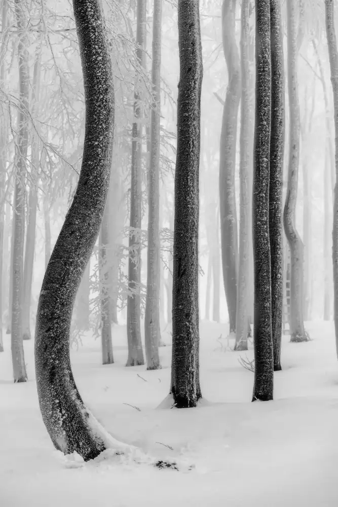 Pavlasek, Tom: Shapes