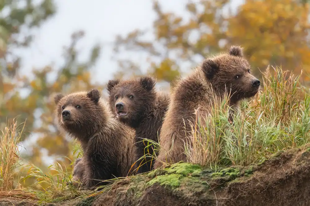 Wei, and Siyu: bear cubs