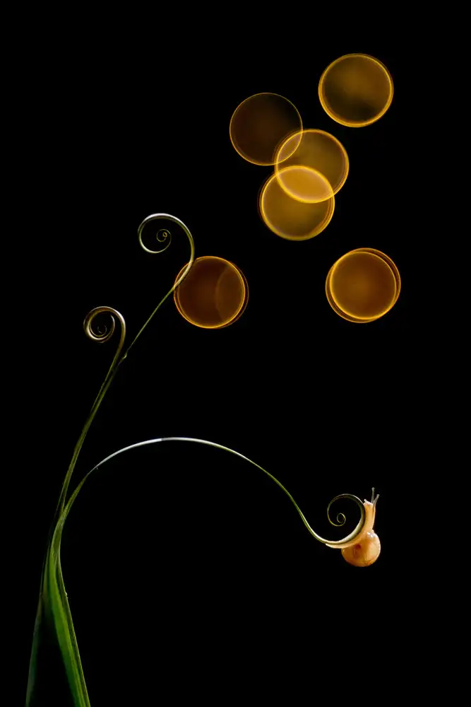 Halil, Andi: The Snail and Light