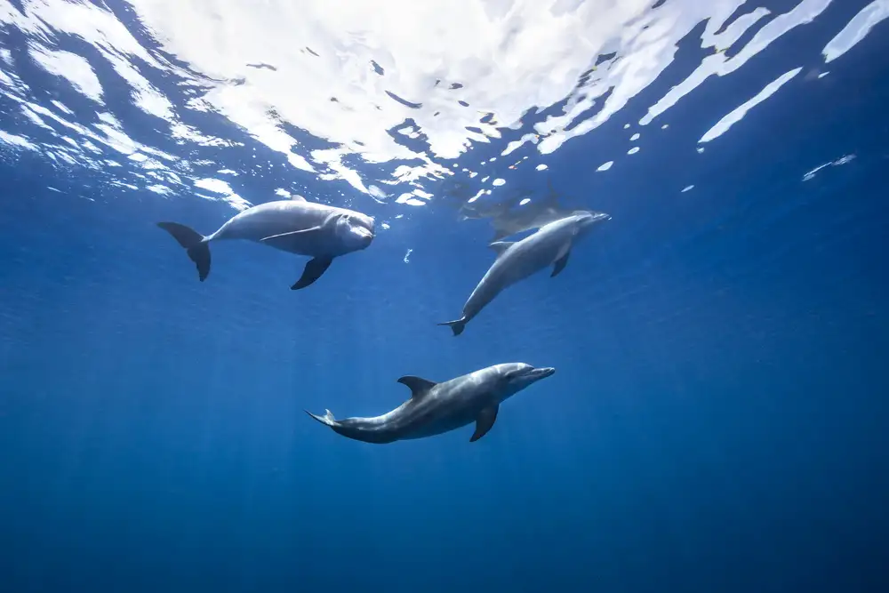 Gabriel, Barathieu: Bottlenose dolphin from Indian océan