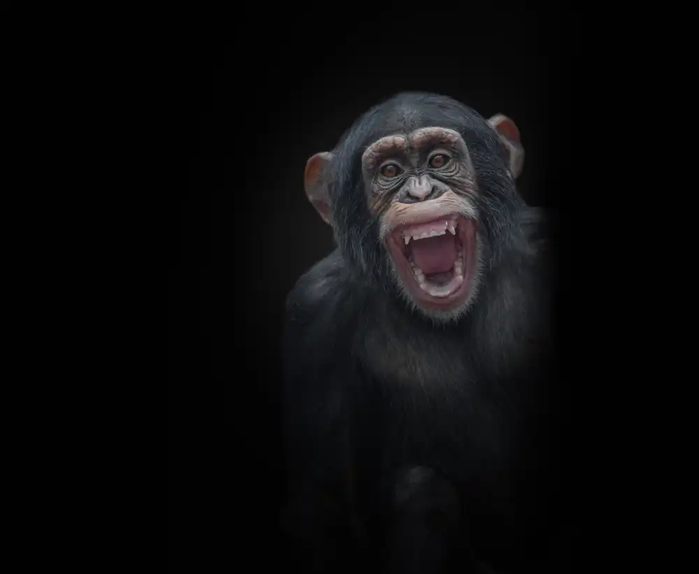 KaMerA: teeth
