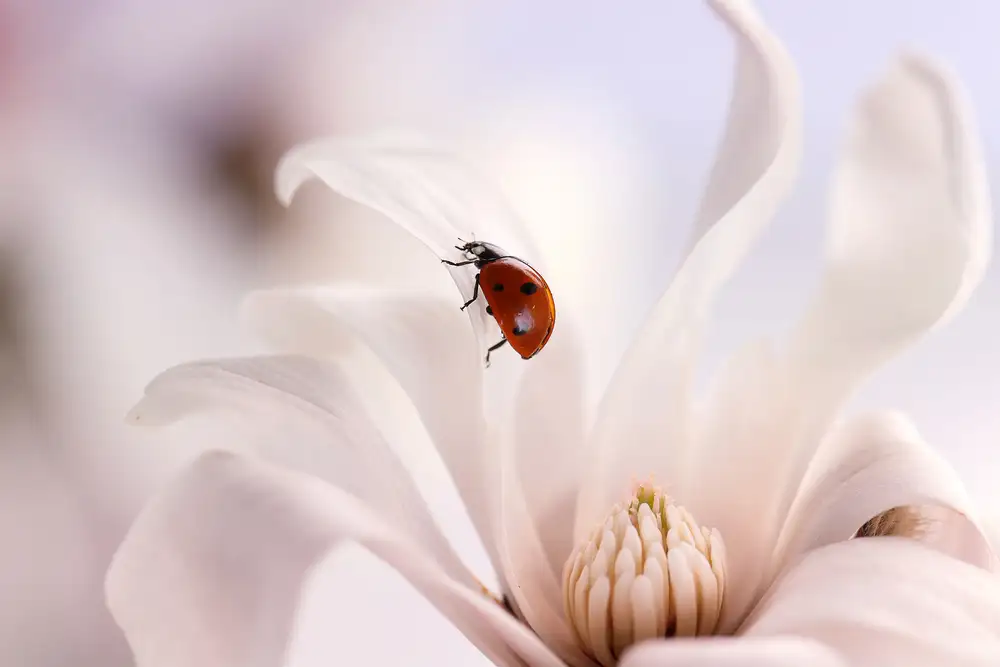 Deelen, van Ellen: Ladybird with Magnolia