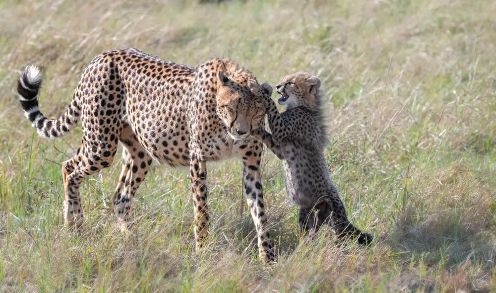 Fischer, Jie: Play with Mom