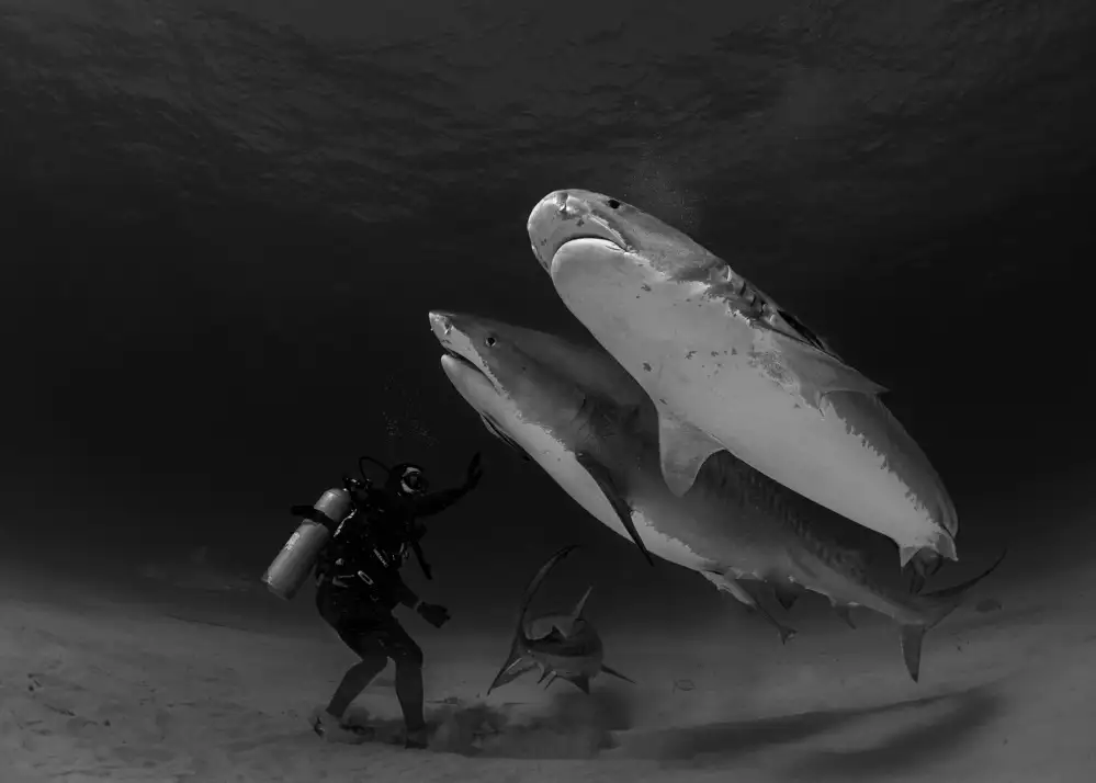 Lu, Jennifer: tiburones tigre