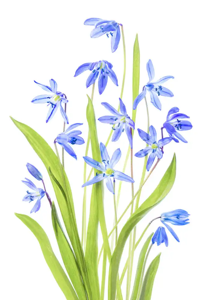 Disher, Mandy: Scilla