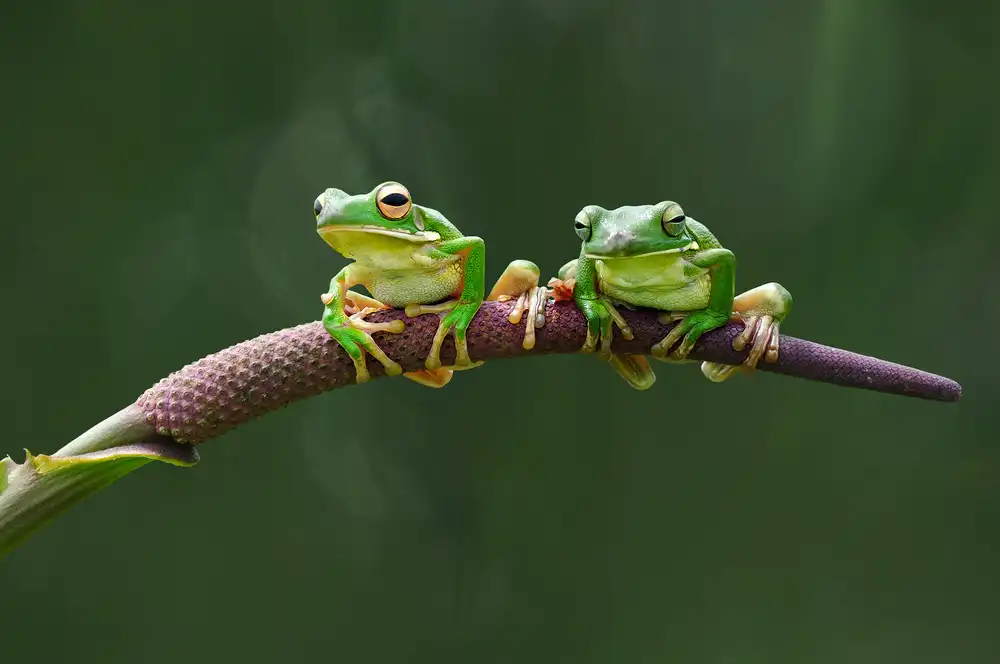 Pamungkas, Edy: Dos ranas verdes