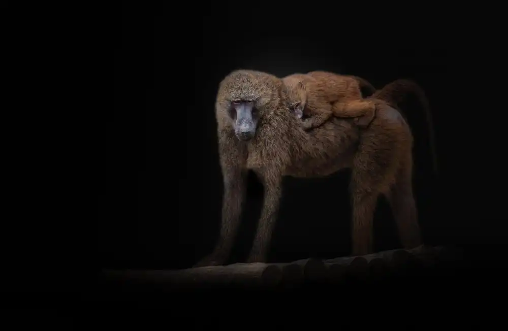 KaMerA: Baboons