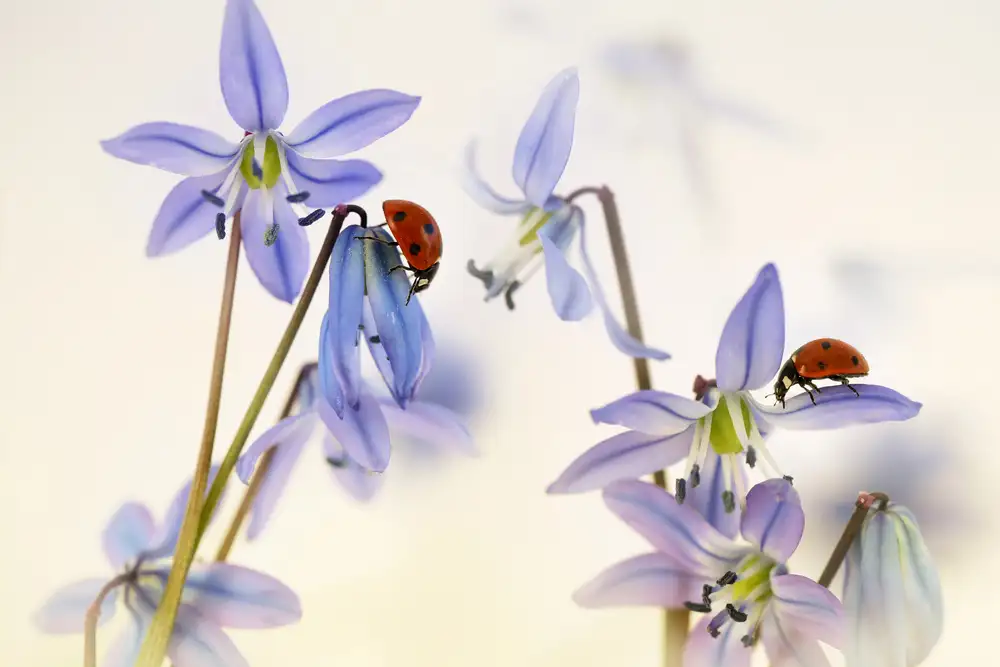 Deelen, van Ellen: Springtime (Ladybirds with Scilla Siberica)