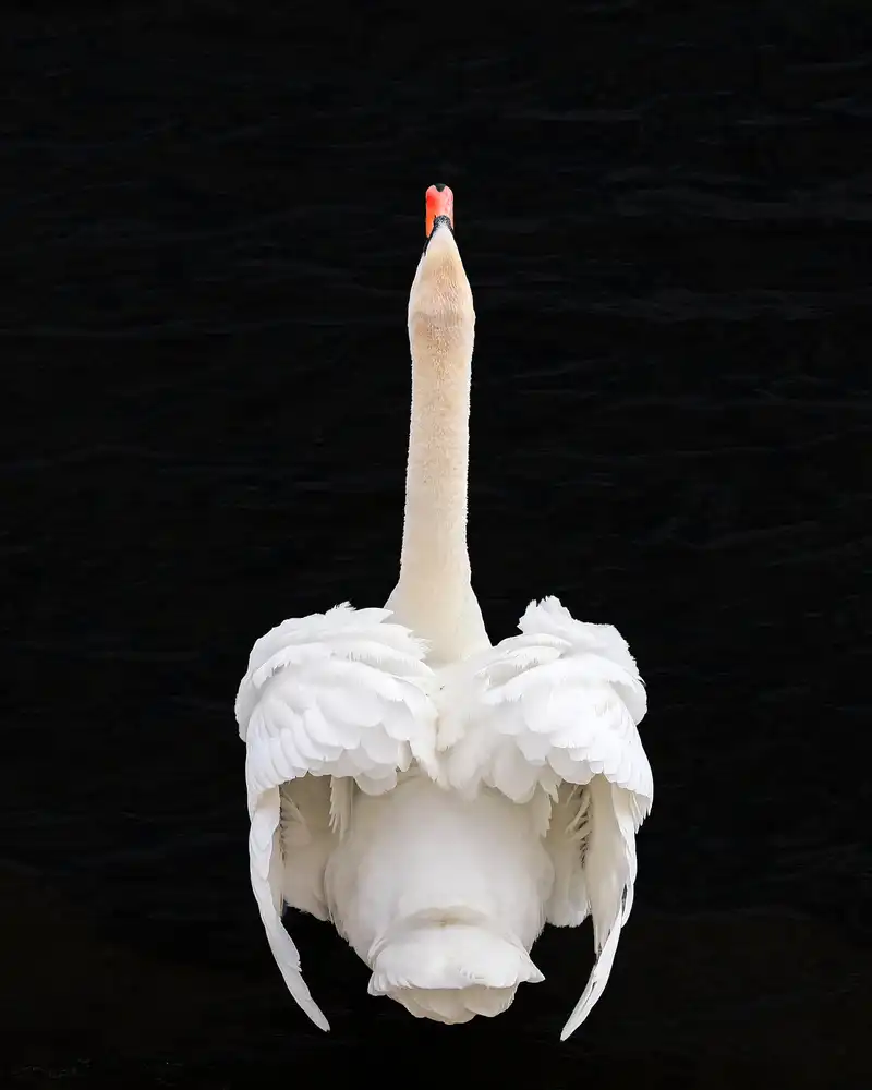 Baumann, Franz: Swan