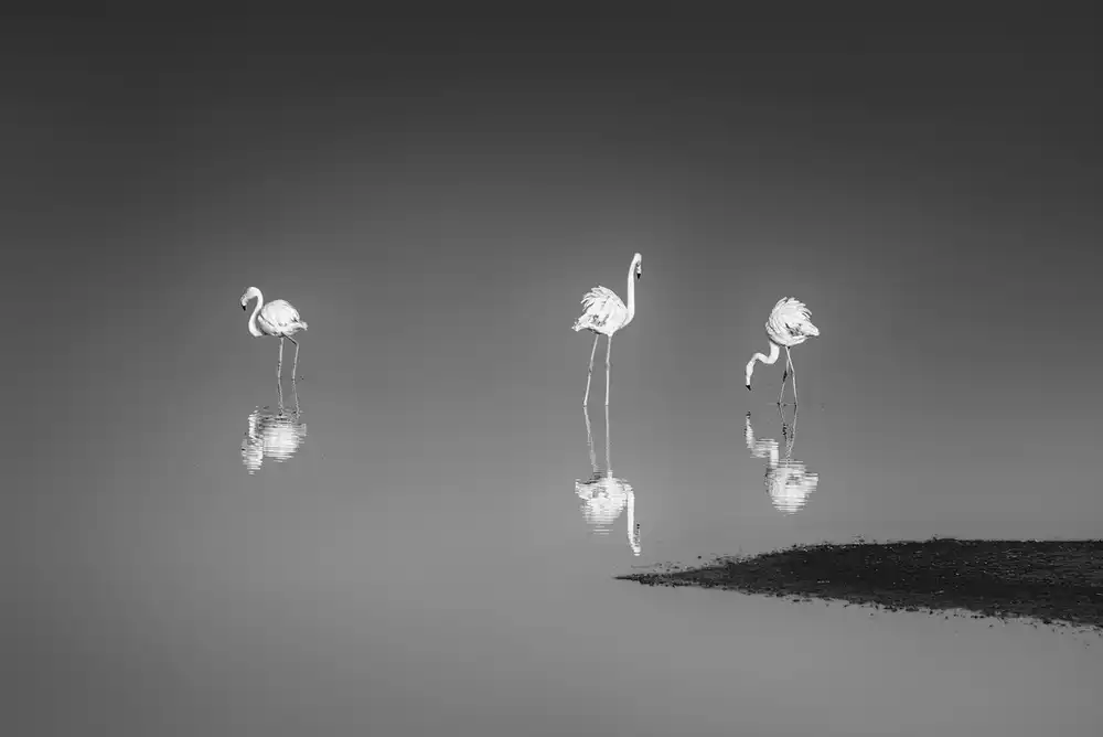 Digalakis, George: Three Flamingos