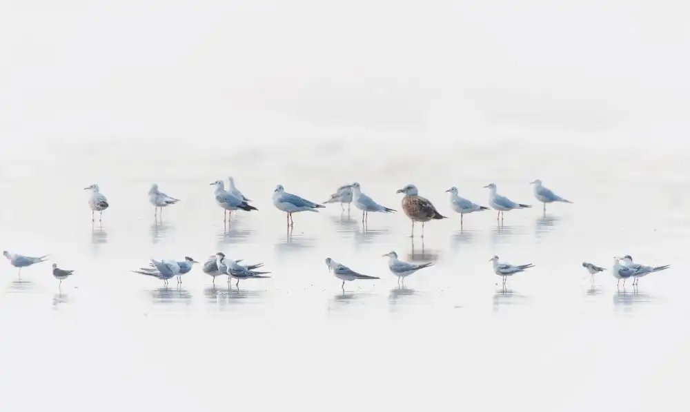 Swapnil: coexistence