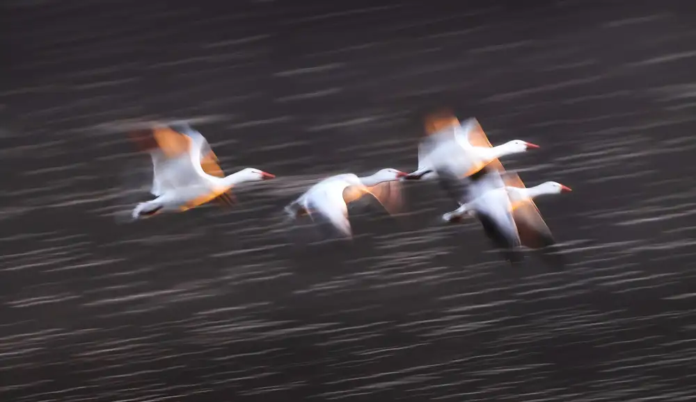 Zeng, Kenneth: Oche delle nevi in volo