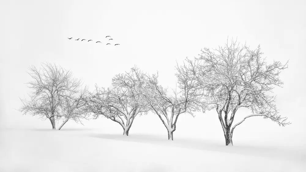 Xu, Mei: White World