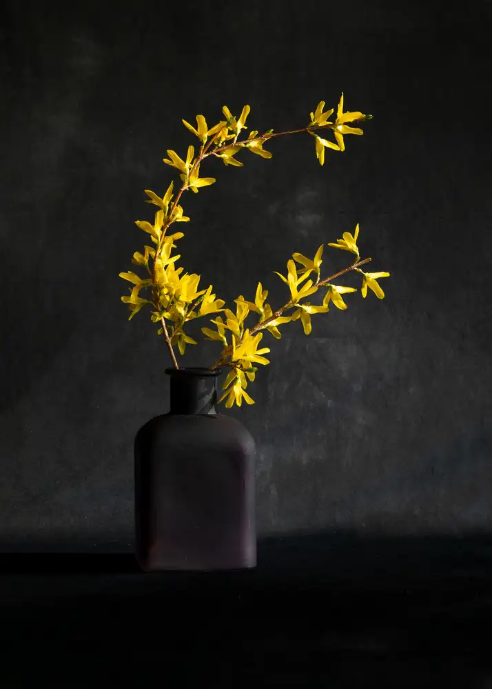 Xu, Wendy: Fleur de forsythia