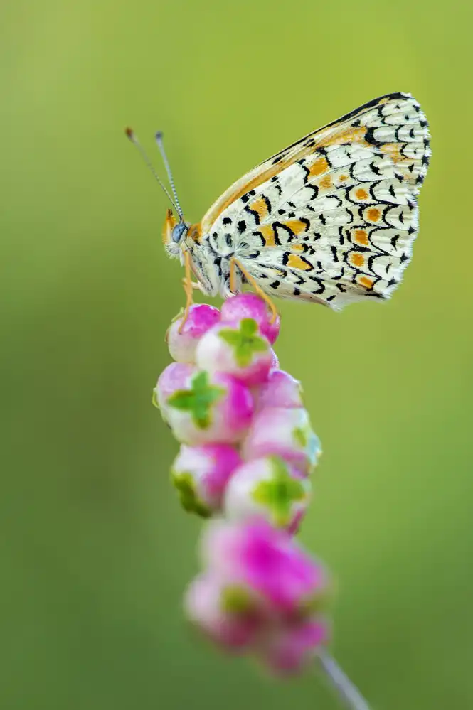 Amer, Eyal: Mariposa en la punta