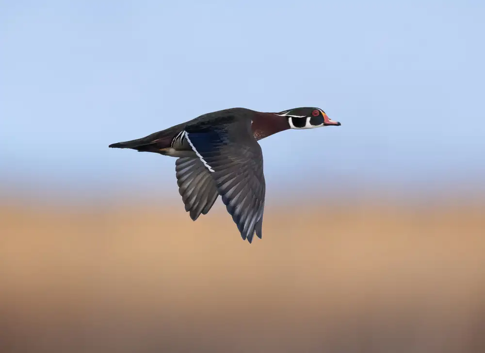 Xu, Tony: Canard mandarin