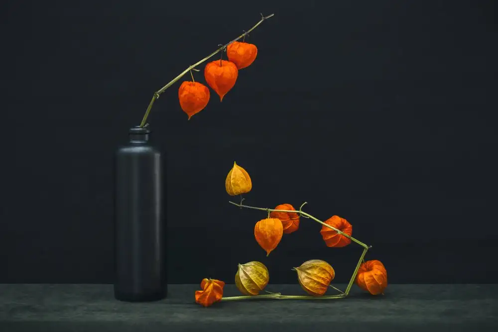 Barkow, Brig: Natura morta con un ramo di Physalis