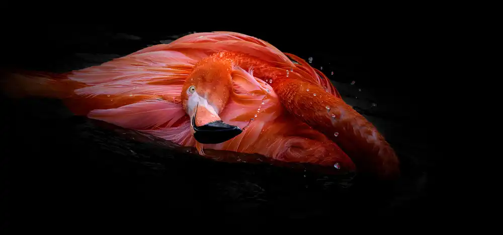 Jealousy: Lady Scarlet
