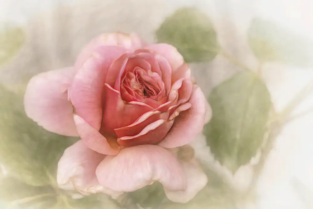 Claes, Gilbert: smooth rose