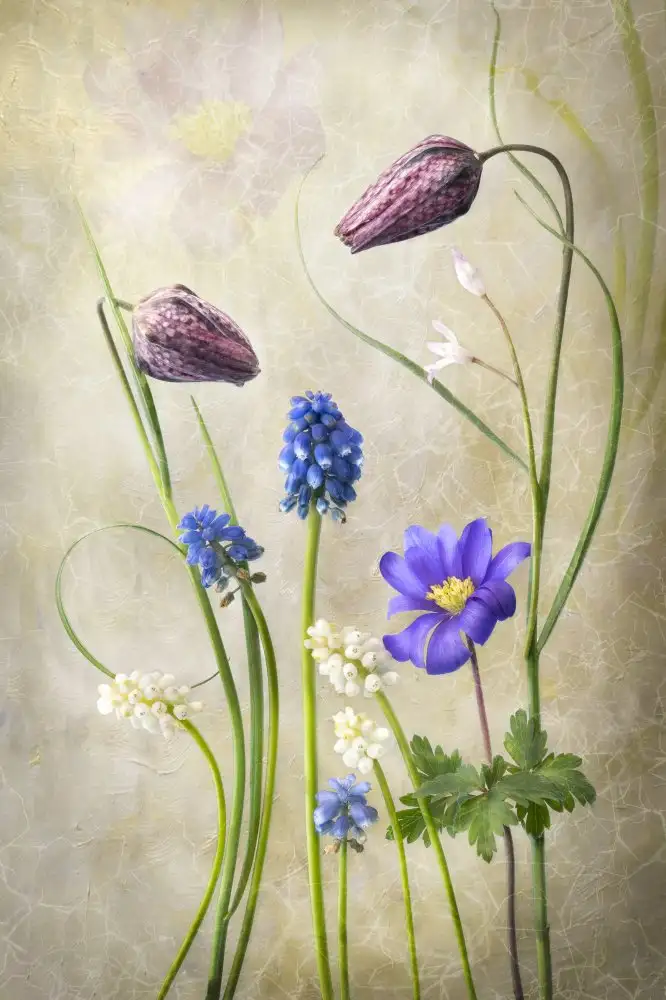 Williams, Sharon: April Freeze