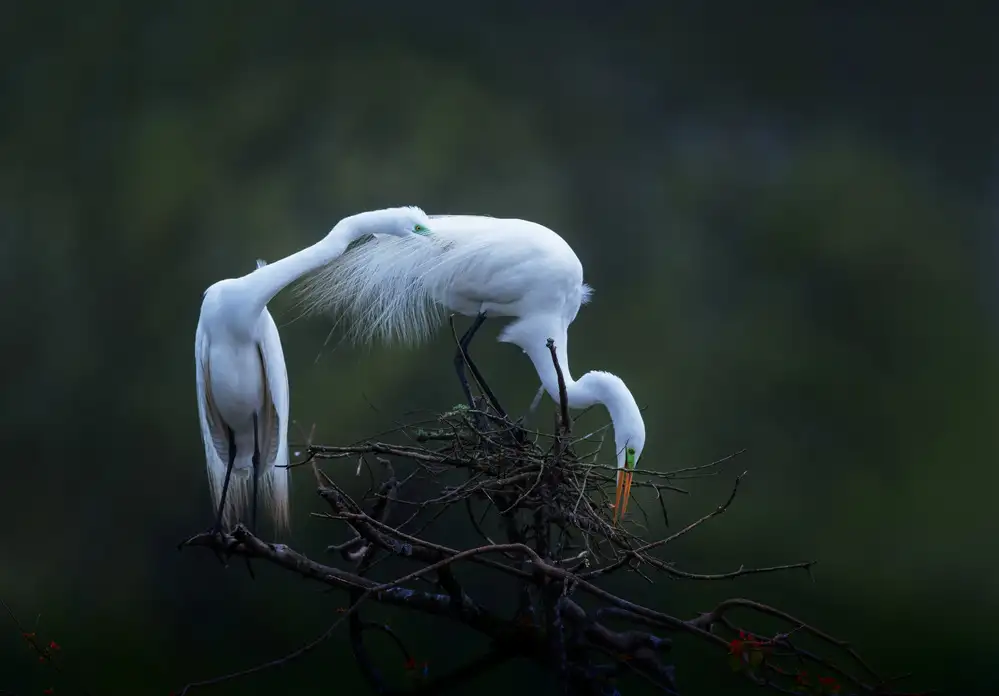 Xu, Sheila: The spring story (5)