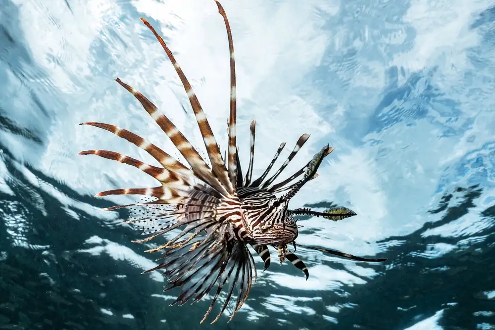 Melesan, Serge: Lion fish