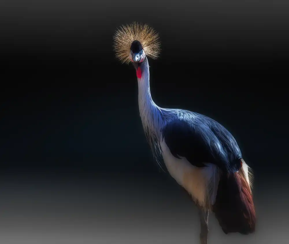KaMerA: crane