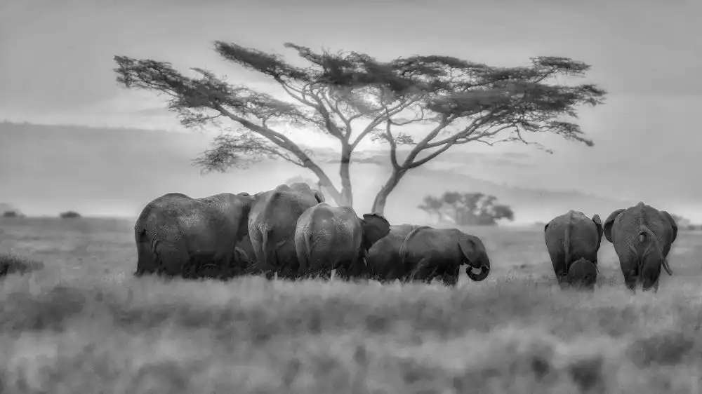 Manusevich, David: Grande famiglia africana