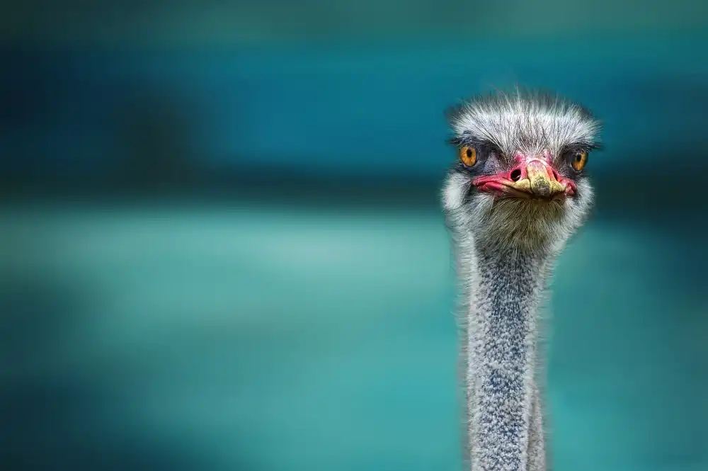 Flour, Piet: Ostrich Protecting two Poor Chicken from the Wind
