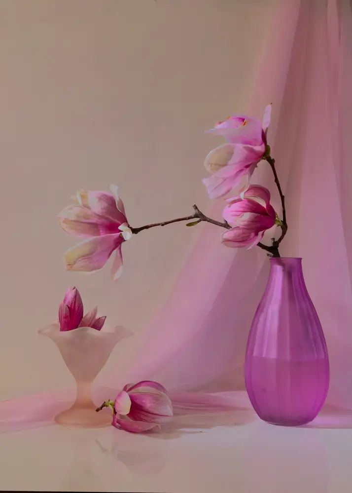 Xu, Wendy: Magnolia flower