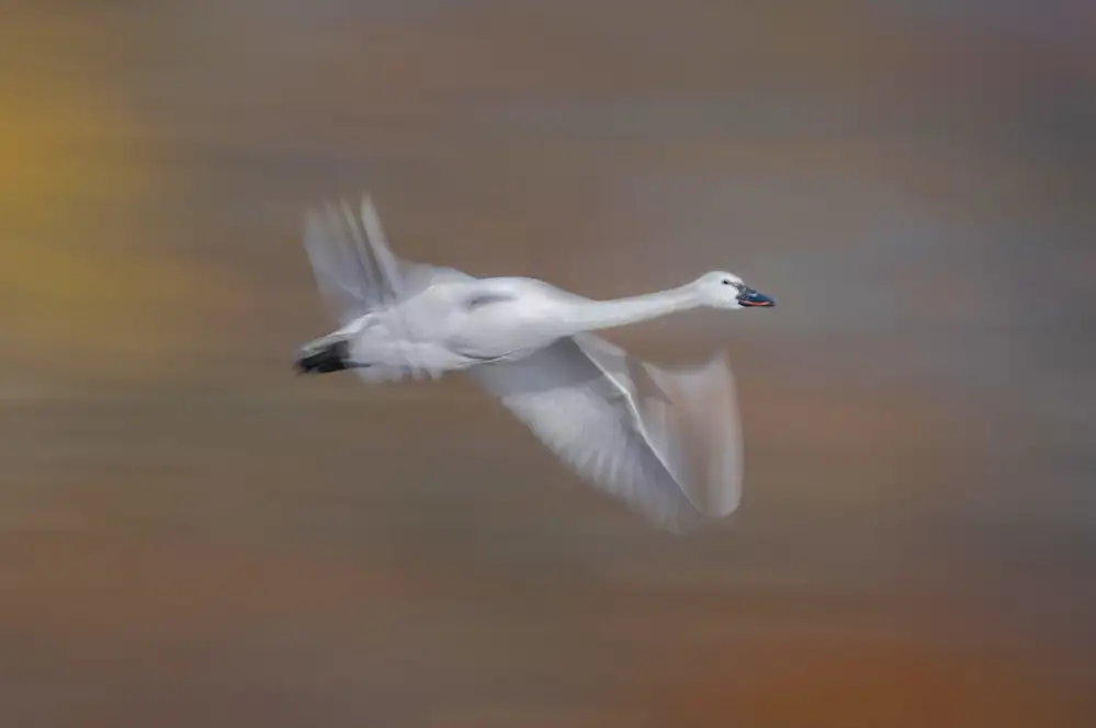 Deng, Larry: Cigno della tundra