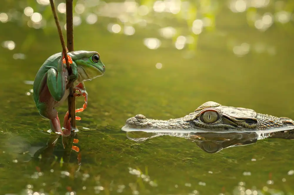 Pamungkas, Edy: Frog and Crocodile