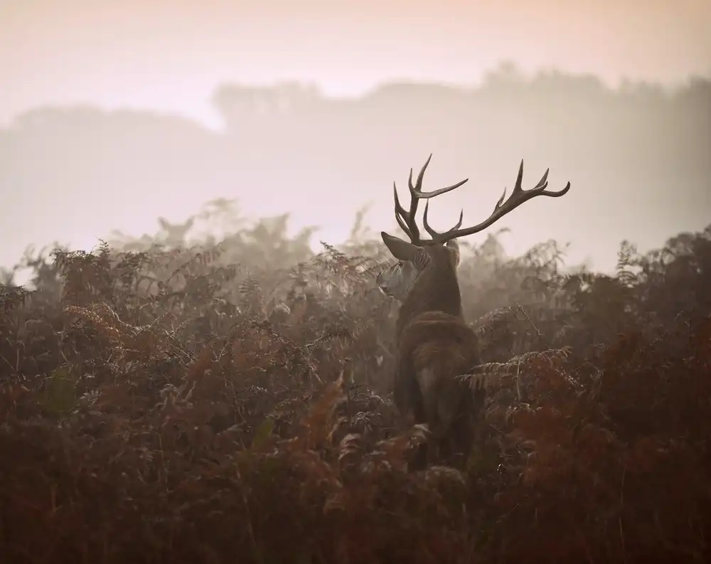 Fabrowski, Robert: Longing for the great forest...
