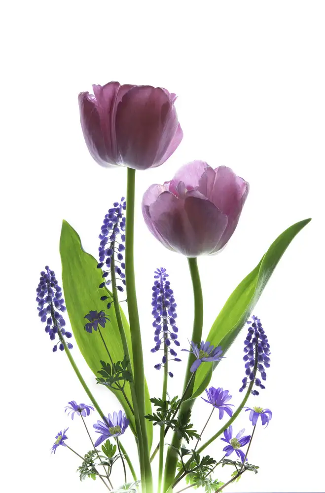 Binbin, L.: Early Spring