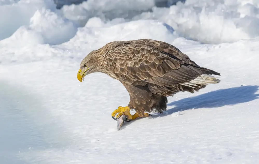 Deng, Larry: Aquila dalla coda bianca