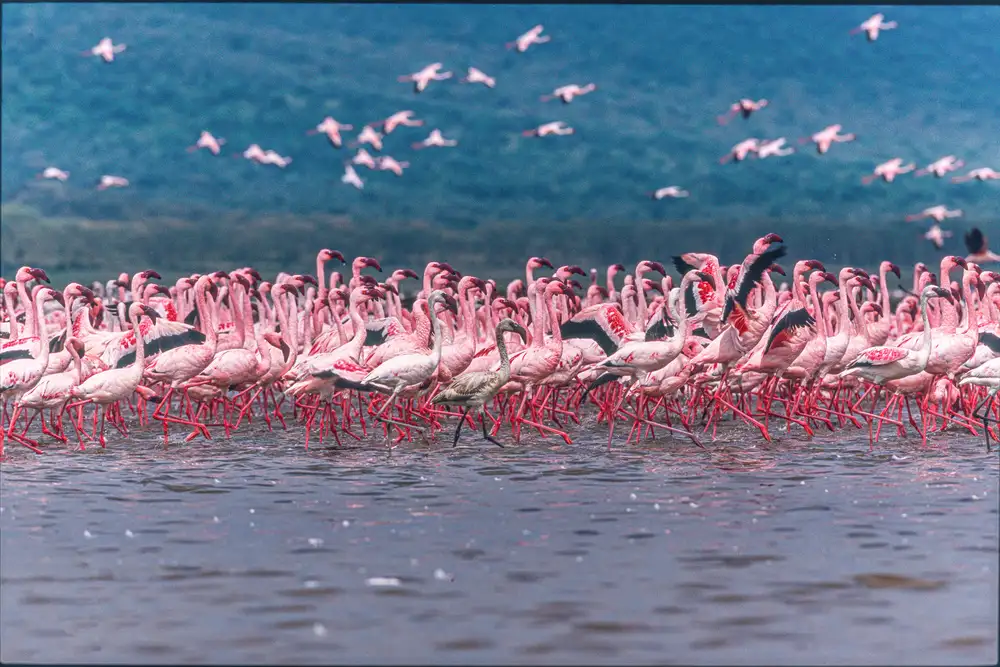 Sink, C. Jeffrey: Fenicotteri del lago Nakuru