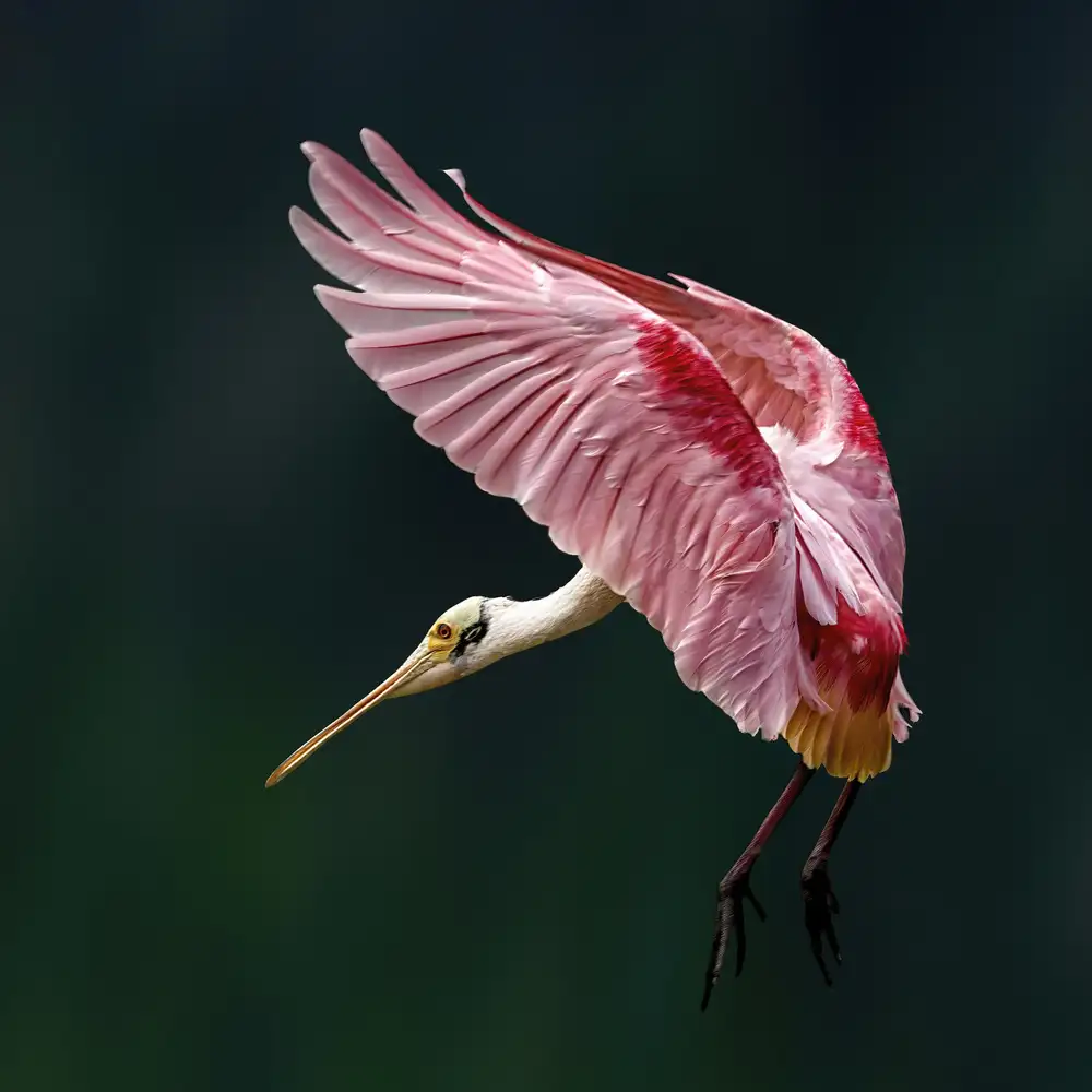 Zhao, Qing: Portrait of a Spoonbill