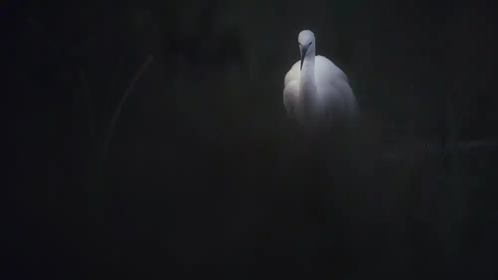 Manusevich, David: L'alba