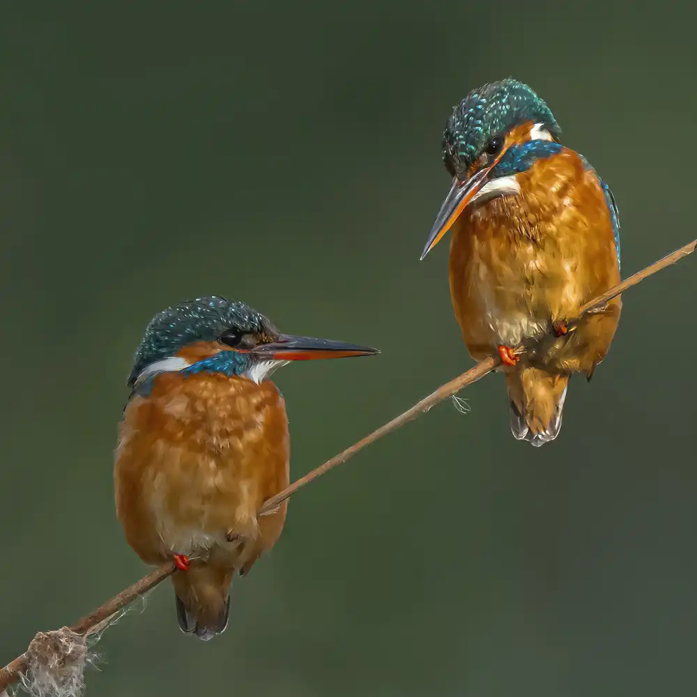 Lichtman, Boris: Cute duo